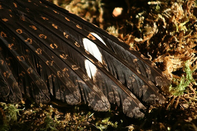 File:Caprimulgus nightjar succiacapre wings4.jpg