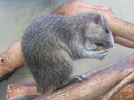 Hutia Kuba