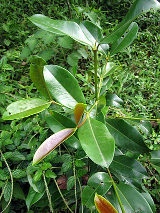 <i>Carallia brachiata</i> Tree in the family Rhizophoraceae