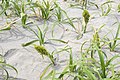 コウボウムギ Carex kobomugi