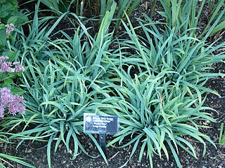 <i>Carex laxiculmis</i> Species of grass-like plant