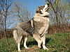 Carpathian Sheepdog-1.jpg