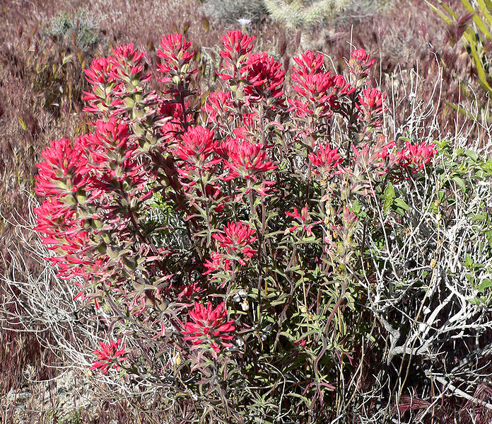 File:Castilleja angustifolia 1.jpg