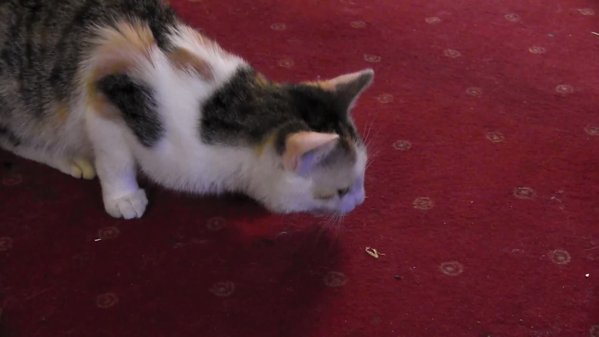 cat eating mouse gif