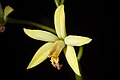 Cattleya blumenscheinii