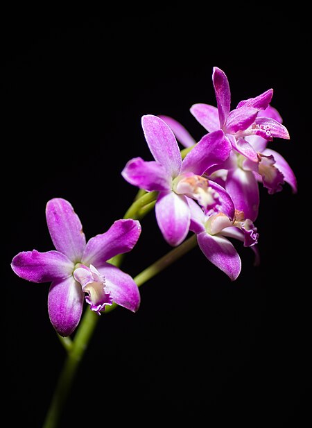 Cattleya rupestris (Lindl.) Van den Berg, Neodiversity 3 11 (2008) (41076470312) - cropped.jpg