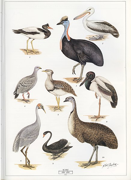 File:Cayley p3 Australias Largest Birds.jpg