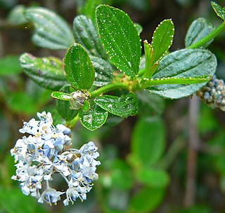 Fortune Salaire Mensuel de Ceanothus Thyrsiflorus Combien gagne t il d argent ? 1 000,00 euros mensuels