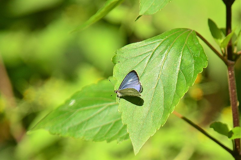 File:Celatoxia albidisca – White-disc Hedge Blue.jpg