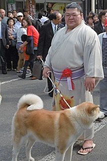 Takekaze Akira Sumo wrestler