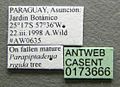 Cephalotes bruchi casent0173666 label 1.jpg