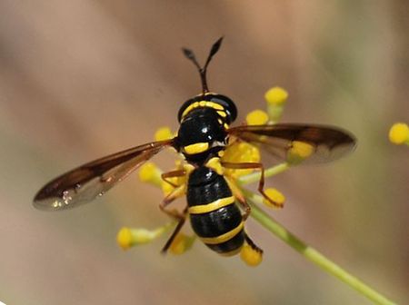 Ceriana vespiformis