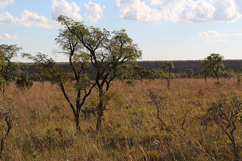 File:Cerrado - Campo Sujo.JPG