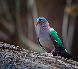 List of birds of Tamil Nadu