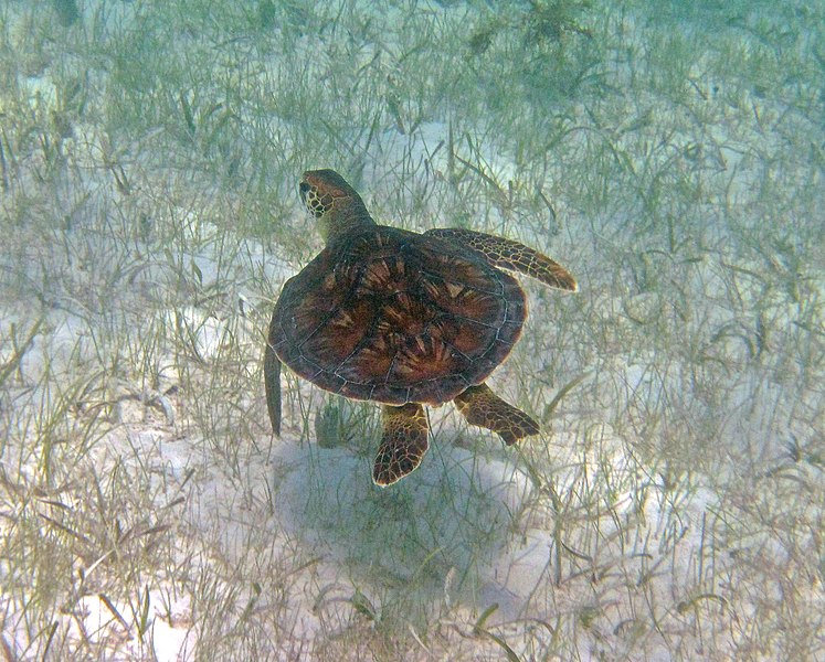 File:Chelonia mydas (green sea turtle) (San Salvador Island, Bahamas) 7 (15998072117).jpg