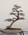 A Chinese Elm (Ulmus parvifolia) bonsai, Chinese Collection 110, on display at the National Bonsai & Penjing Museum at the United States National Arboretum. According to the tree's display placard, it has been in training since 1956. It was donated by Yee-sun Wu.