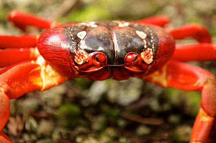 Gecarcoidea natalis, aka Christmas Island red crab