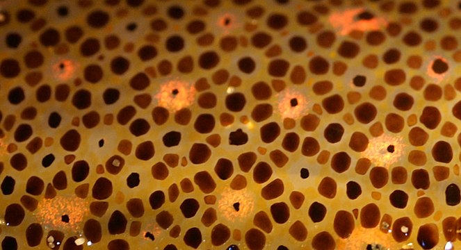 Controllable chromatophores of different colours in the skin of a squid allow it to change its coloration and patterns rapidly, whether for camouflage or signalling.