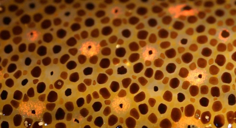 animal skin cells under microscope