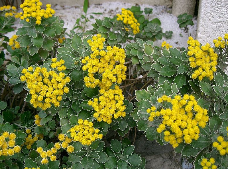 File:Chrysanthemum pacificum1.jpg