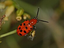 Chrysomelidae - Crioceris duodecimpunctata.JPG