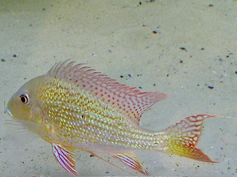 File:Cichlidae Geophagus surinamensis 1.jpg