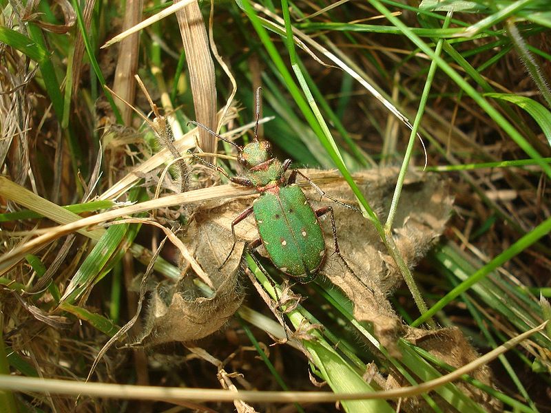 File:Cicindela campestris 02.JPG