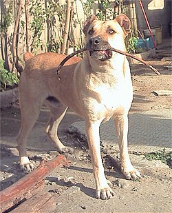 två år gammal hanhund (2004)