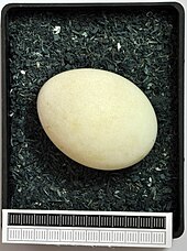 Egg, Collection Museum Wiesbaden, Germany Circus aeruginosus MWNH 2019.JPG