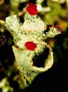 Cladonia pleurota-4.jpg