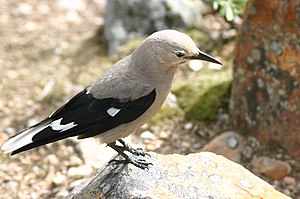 Bird Nutcracker