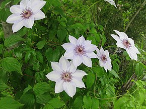 Descrierea imaginii Clematis patens 1.JPG.