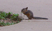 Cliff chipmunk