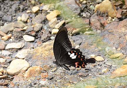 Ventral view