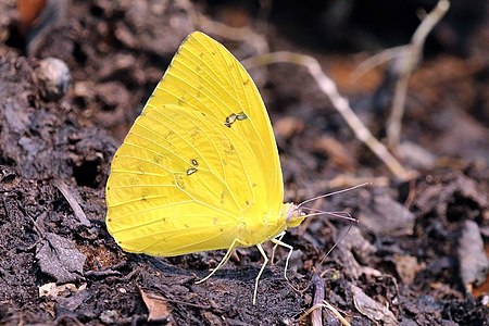 Cloudless sulphur (Phoebis sennae marcellina) male, the Pantanal, Brazil