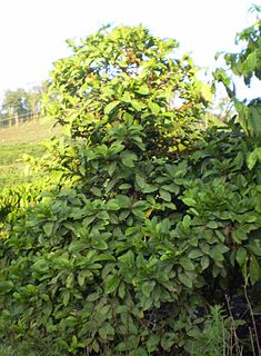 <i>Coffea liberica</i> Species of coffee plant