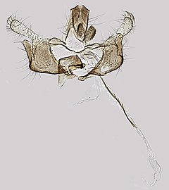 Coleophora betulella erkak, Surrey, 2013 (19444079036) .jpg