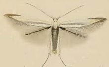 Coleophora ibipennella.JPG