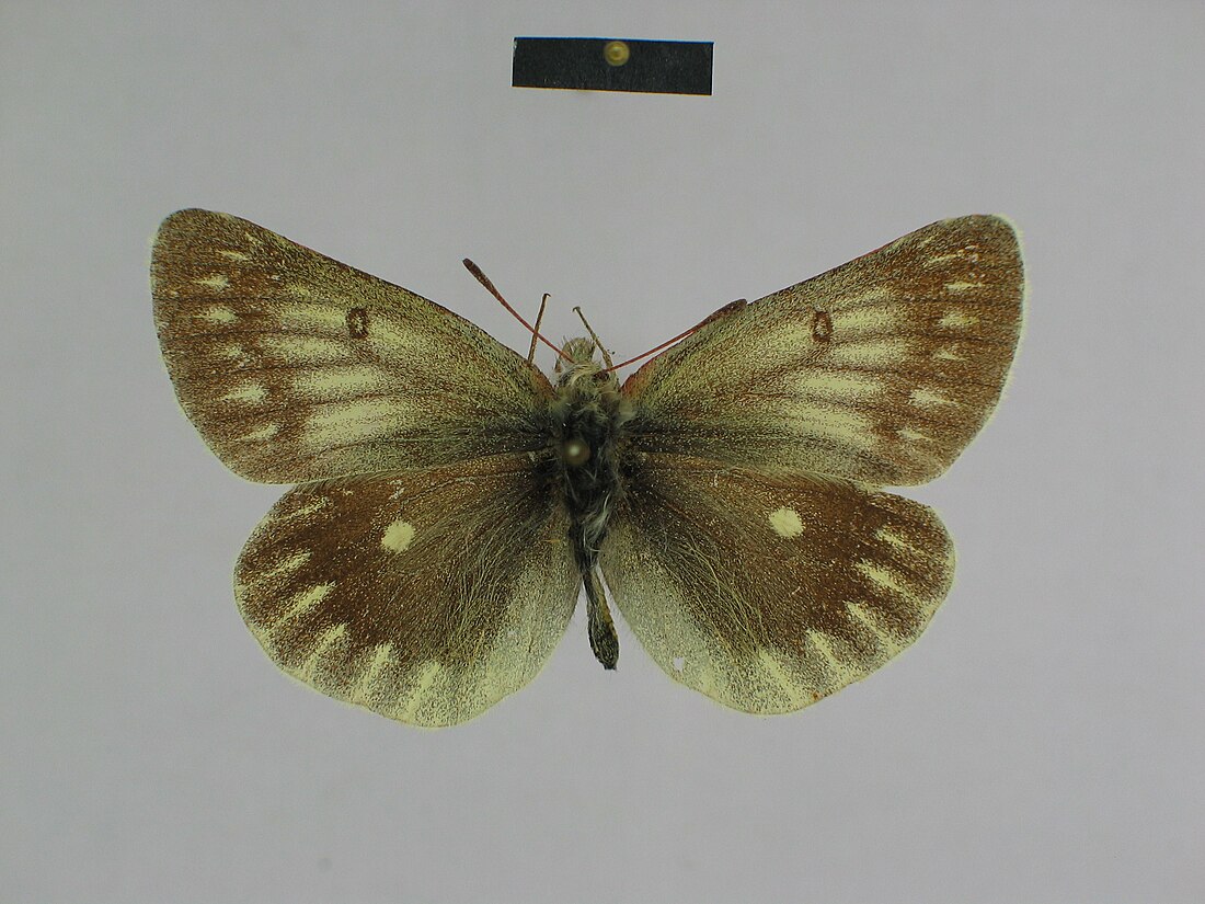 Colias nebulosa