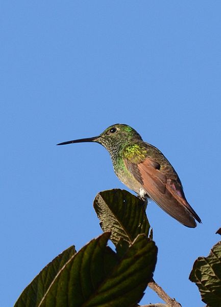 File:Colibrí Berilo, Berylline Hummingbird, Amazilia beryllina (11460470843).jpg