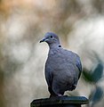 Collared Dove on a fence post, Northamptonshire, England (11294693755).jpg