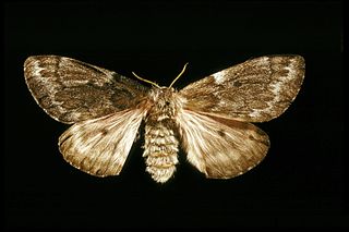 Pandora moth Species of moth