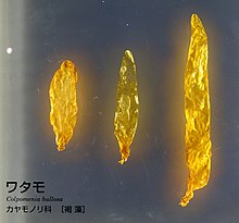 Colpomenia bullosa - Národní muzeum přírody a vědy, Tokio - DSC07629.JPG