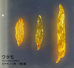 Description de l'image Colpomenia bullosa - National Museum of Nature and Science, Tokyo - DSC07629.JPG.