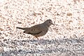 Common Ground-Dove Leslie Canyon NWR Douglas AZ 2017-10-15 09-31-25 (37709649572).jpg
