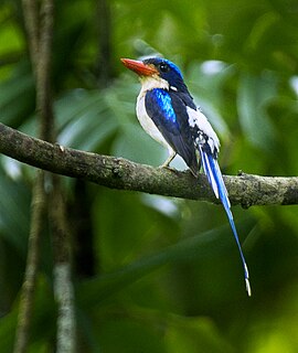 <span class="mw-page-title-main">Common paradise kingfisher</span> Species of bird
