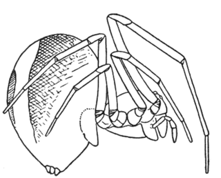 <i>Hentziectypus globosus</i> Species of spider