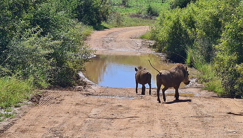 File:Common Warthogs (Phacochoerus africanus) (Photo JC PLE) (52910830027).jpg