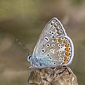 * Nomination Common blue (Polyommatus icarus) male --Charlesjsharp 09:57, 8 November 2022 (UTC) * Promotion  Support Good quality. --FlocciNivis 10:14, 8 November 2022 (UTC)