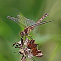 52 Common darter (Sympetrum striolatum) female uploaded by Charlesjsharp, nominated by Charlesjsharp,  21,  0,  0